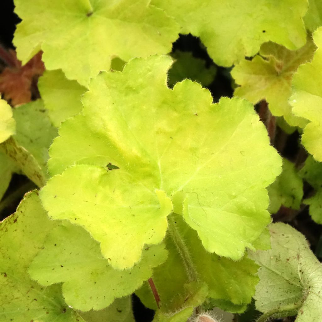 Heuchère - Heuchera Guacamole