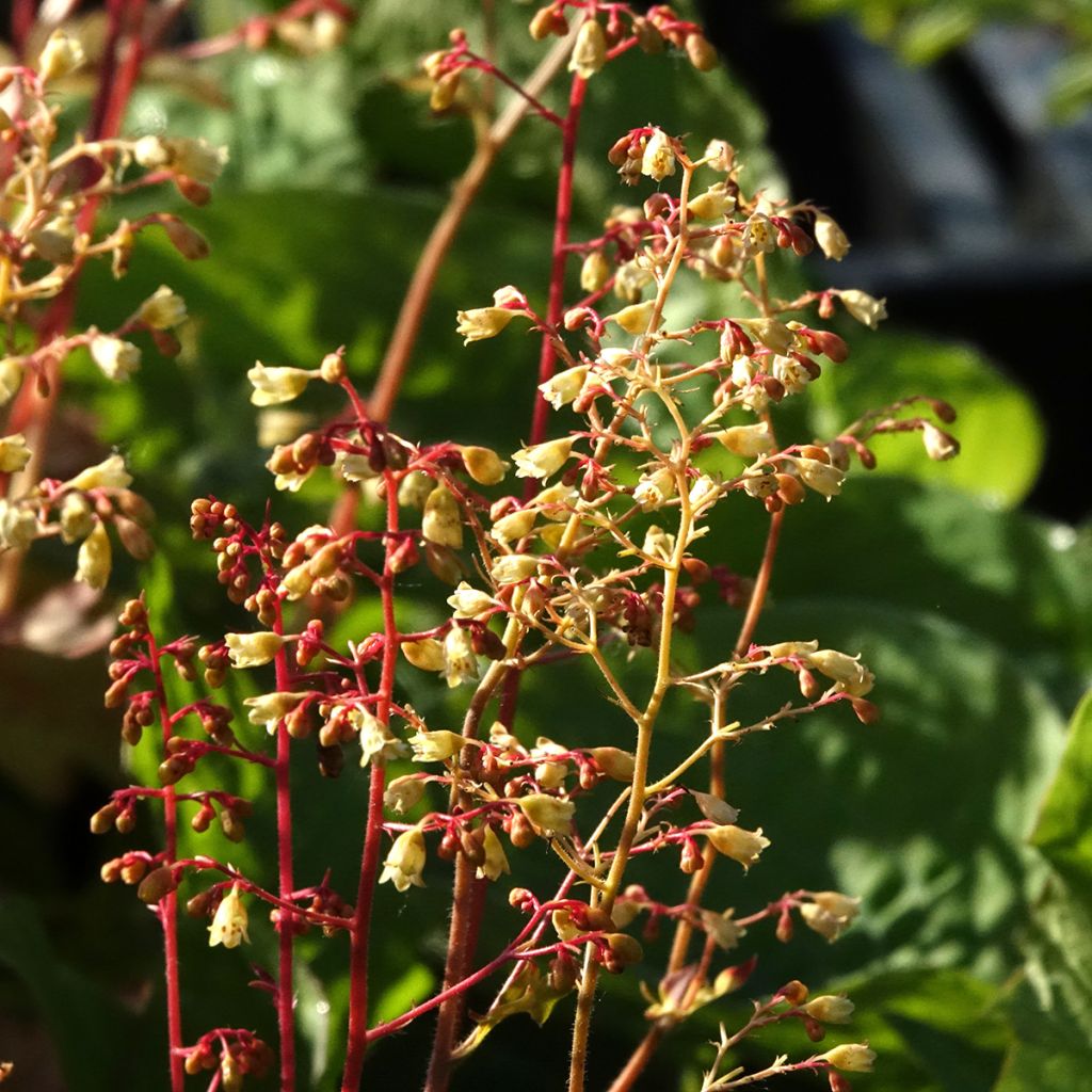 Heuchère - Heuchera Ginger Ale