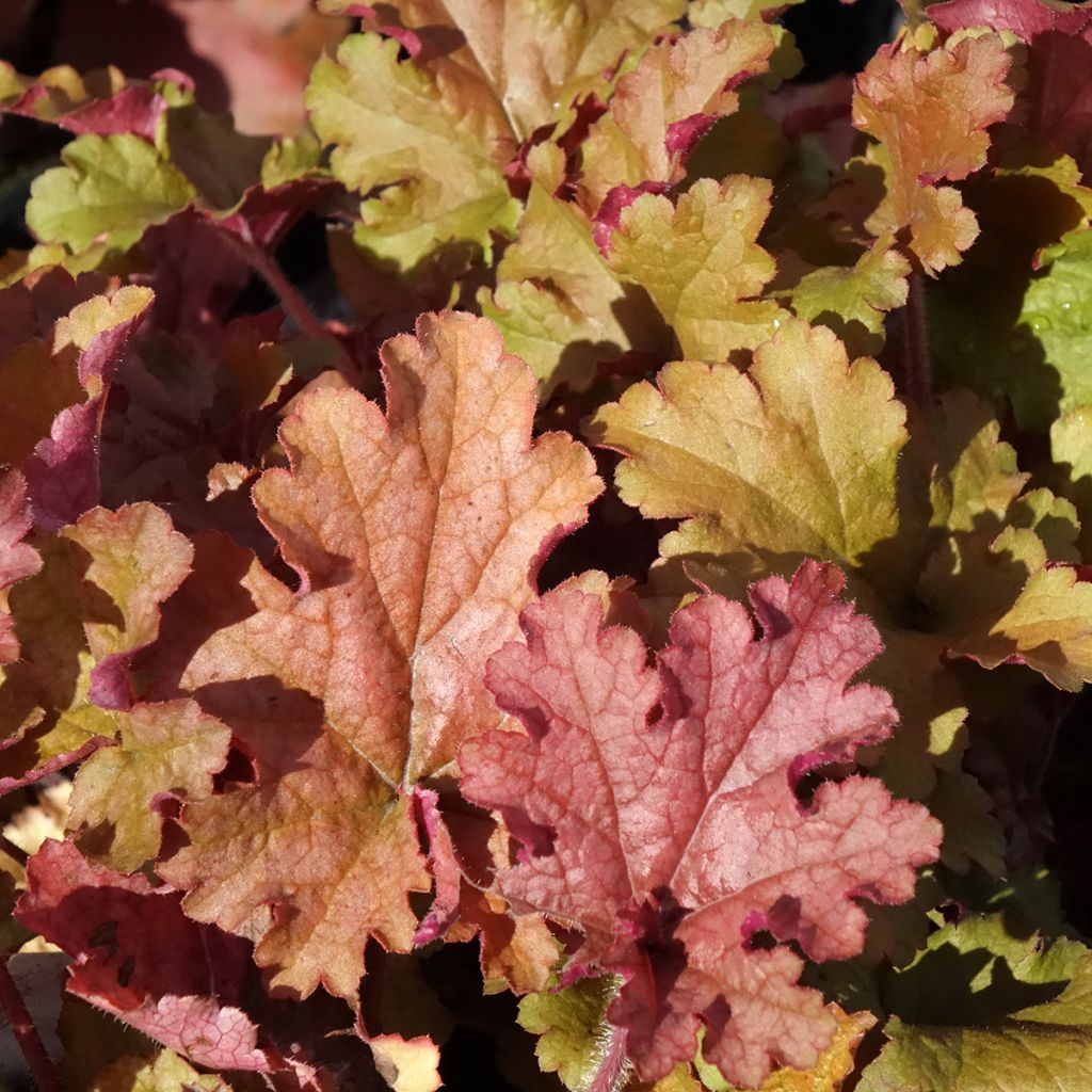 Heuchère - Heuchera Ginger Peach