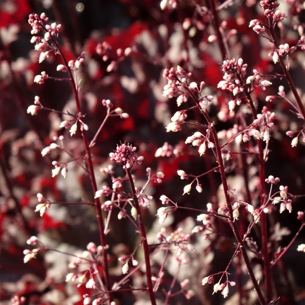 Heuchère - Heuchera L. Dark Secret