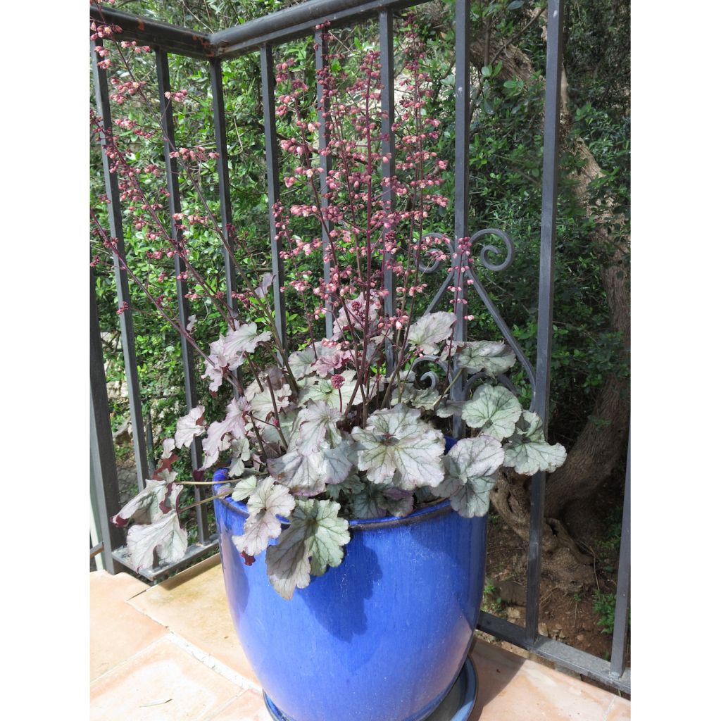 Heuchère - Heuchera Sloeberry