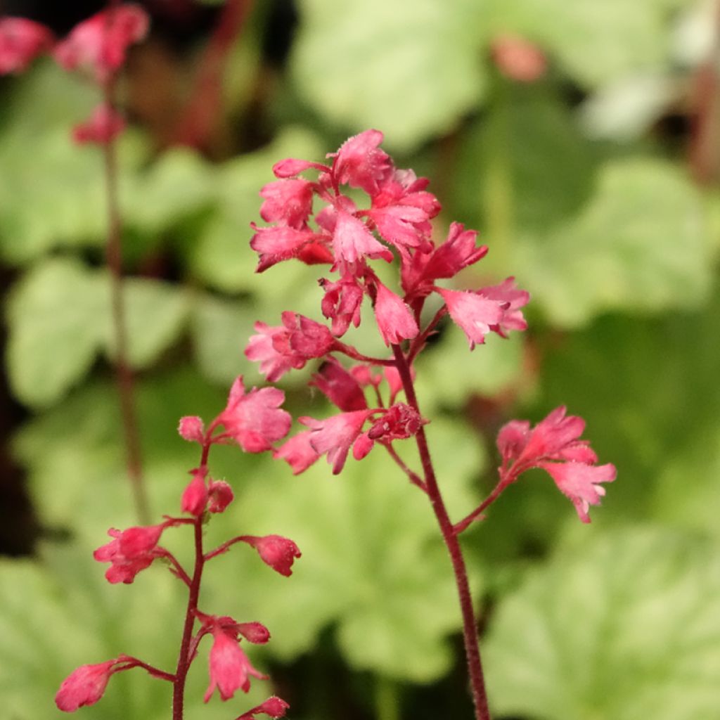 Heuchère - Heuchera Paris