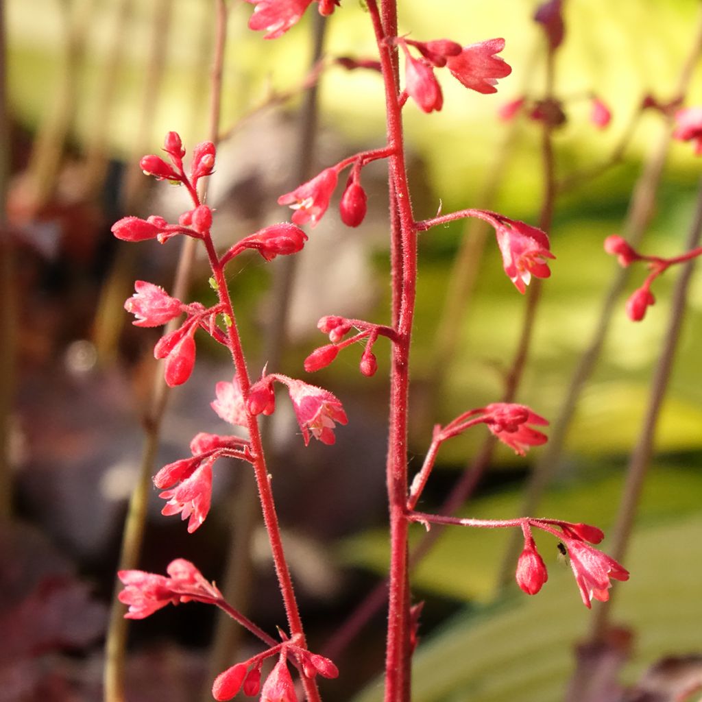 Heuchère - Heuchera Pinky Panky