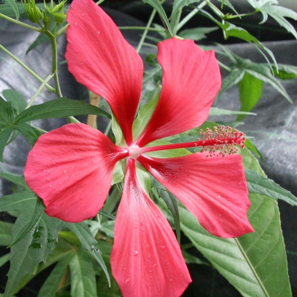 Hibiscus coccineus - Ketmie écarlate - Étoile du Texas.