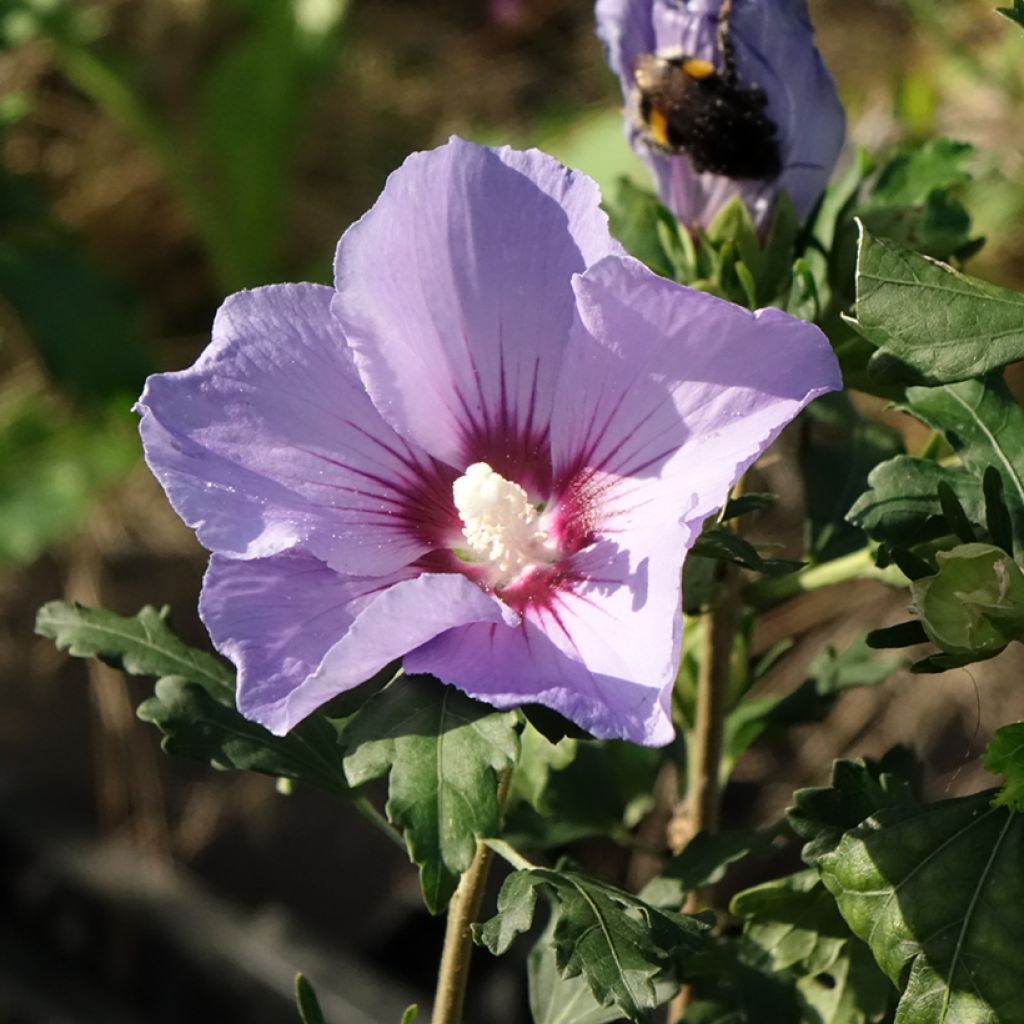 Hibiscus syriacus Oiseau Bleu (Marina) - Althéa bleu