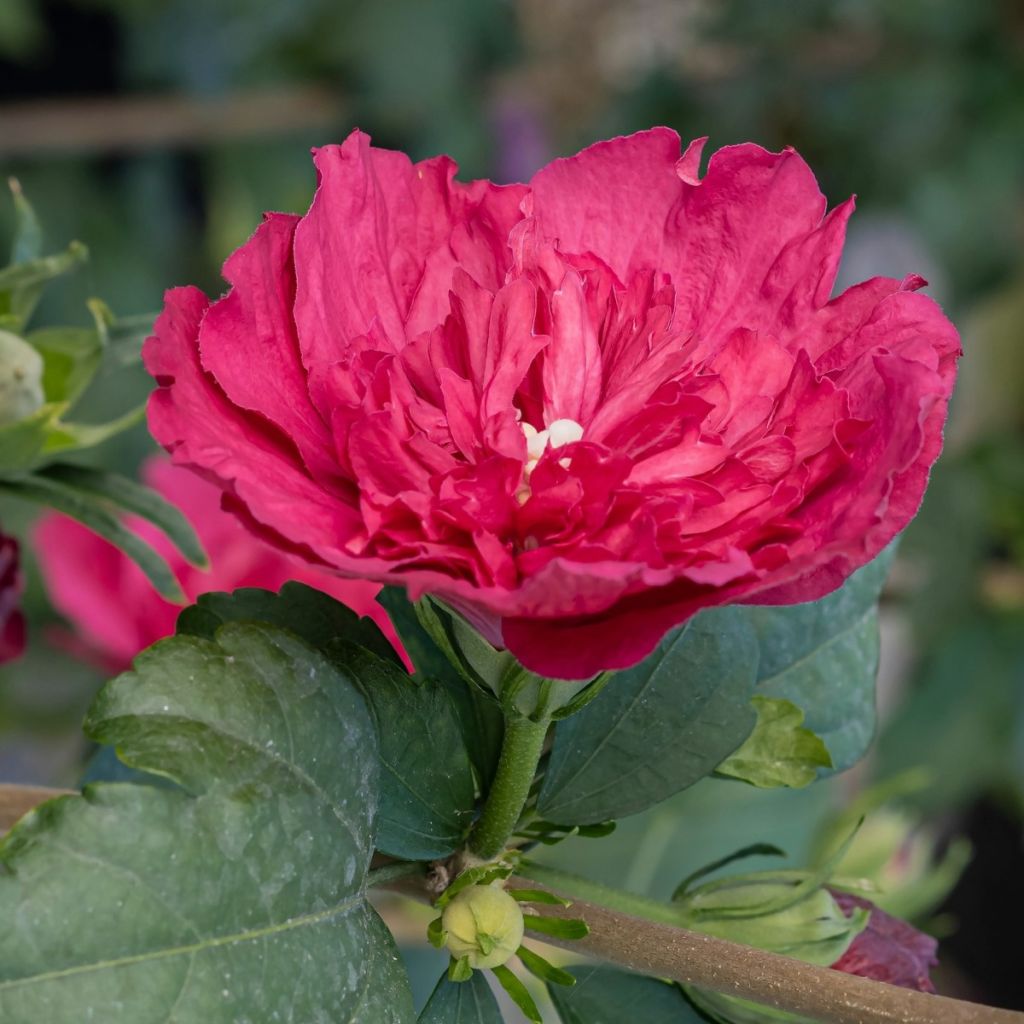 Hibiscus syriacus Ruby Chiffon - Althéa double rouge