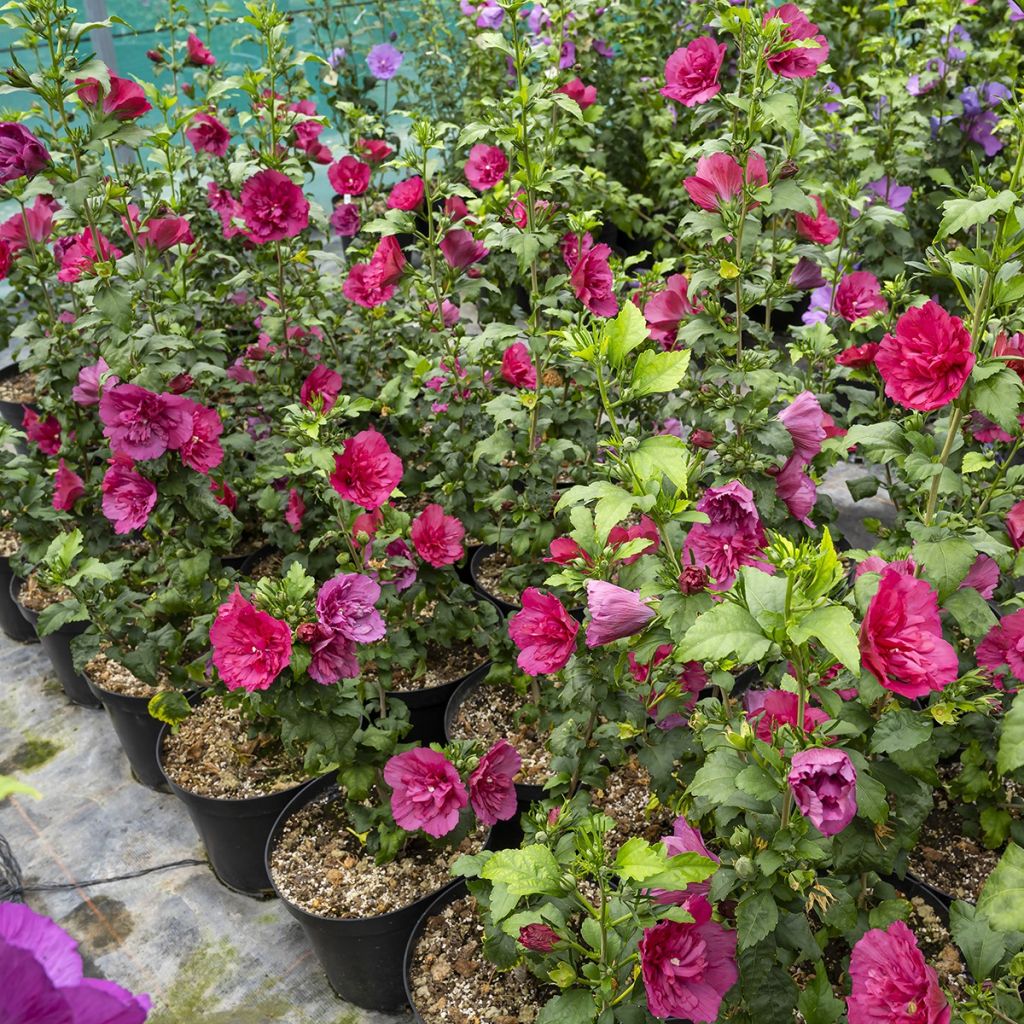 Hibiscus syriacus Ruby Chiffon - Althéa double rouge