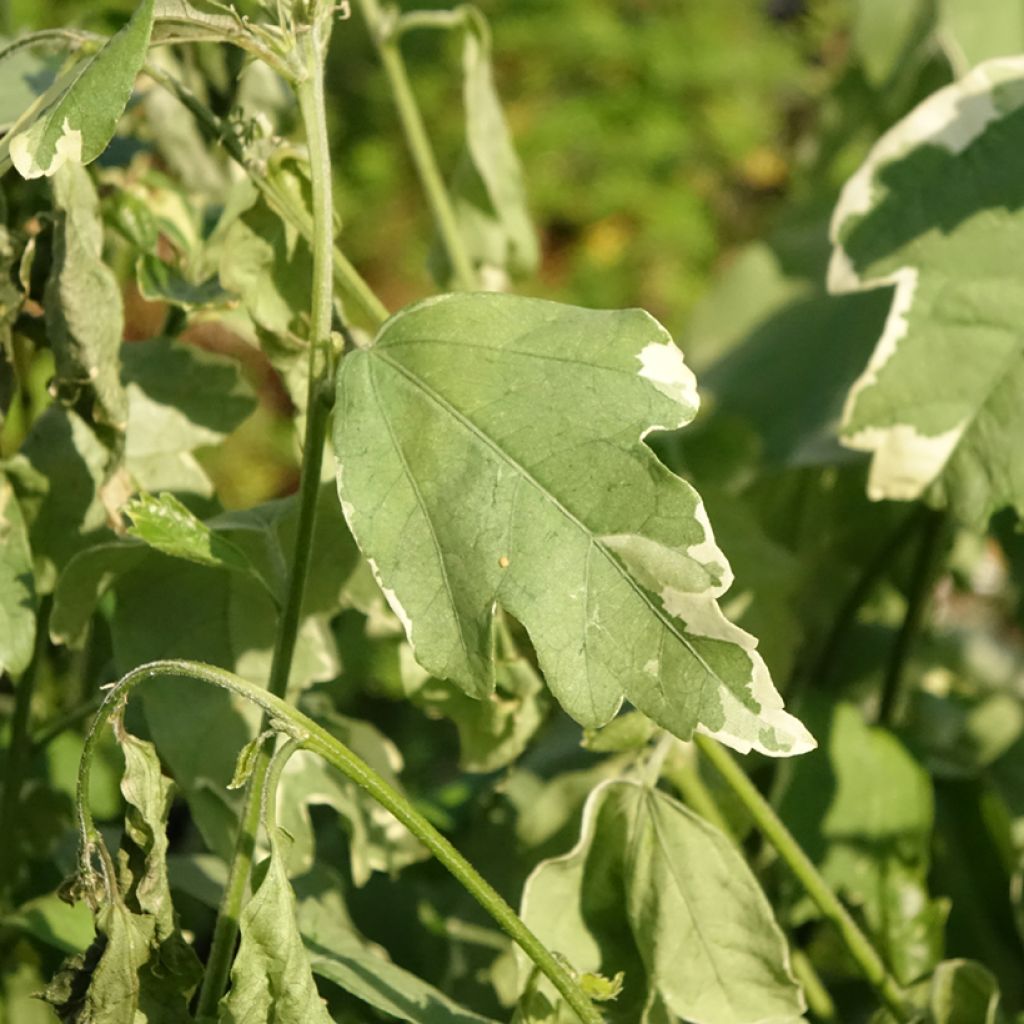 Hibiscus syriacus Sugar Tip - Althéa double rose tendre 