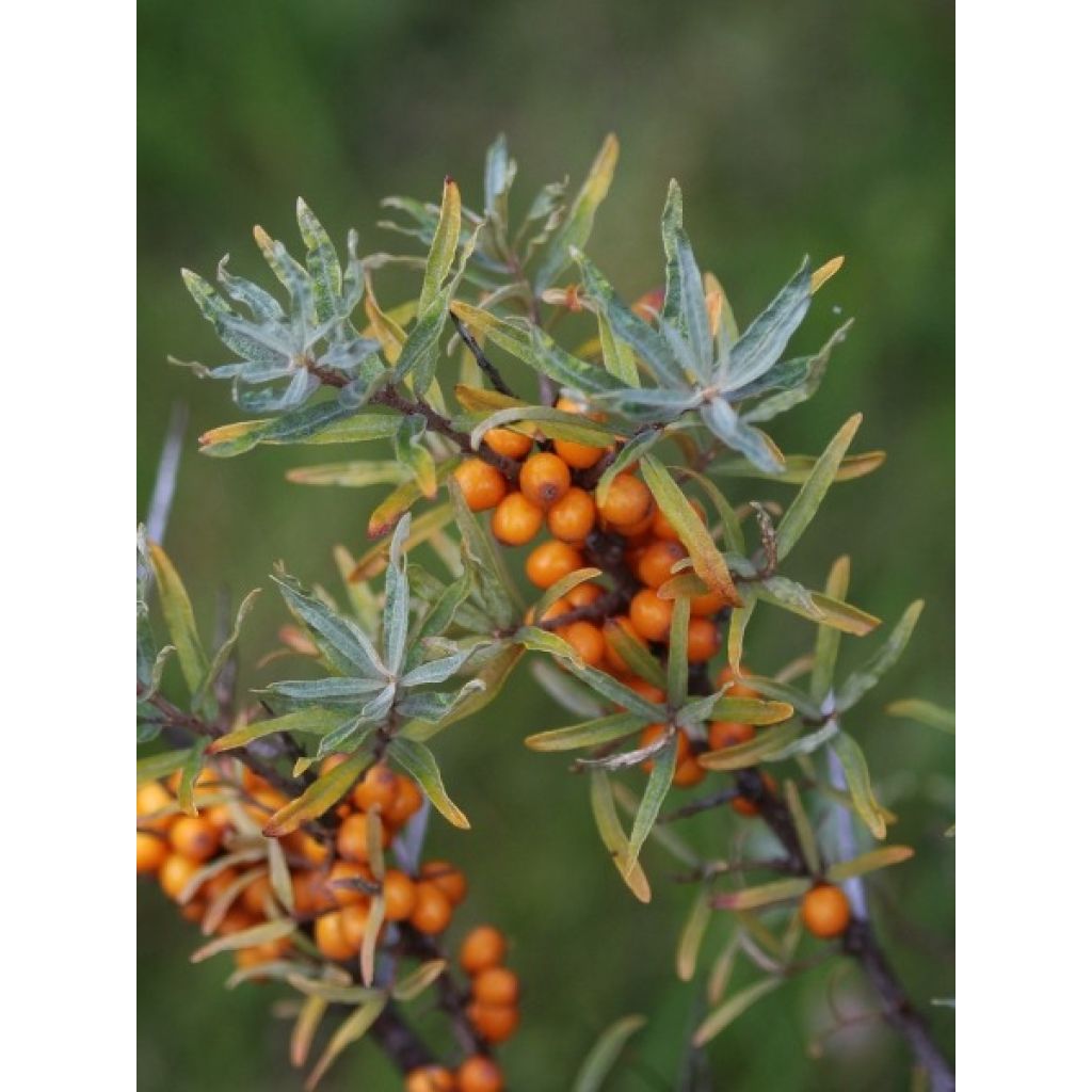 Hippophae rhamnoides - Argousier