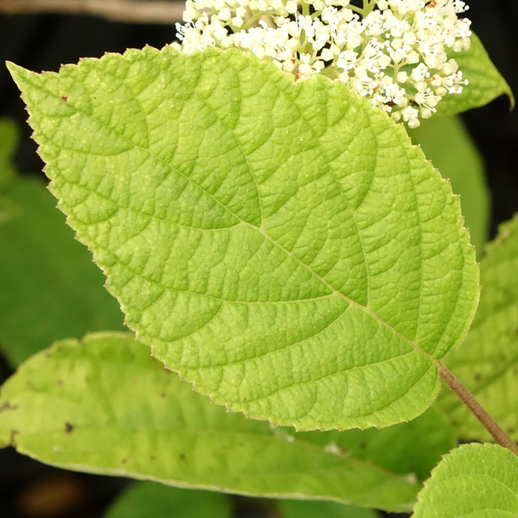 Hortensia arborescens Hills Of Snow