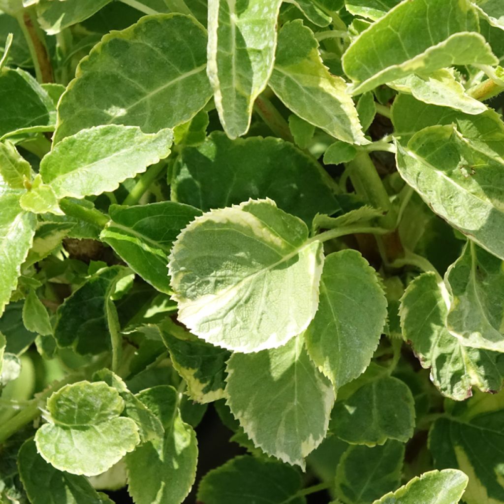 Hortensia grimpant - Hydrangea petiolaris Miranda