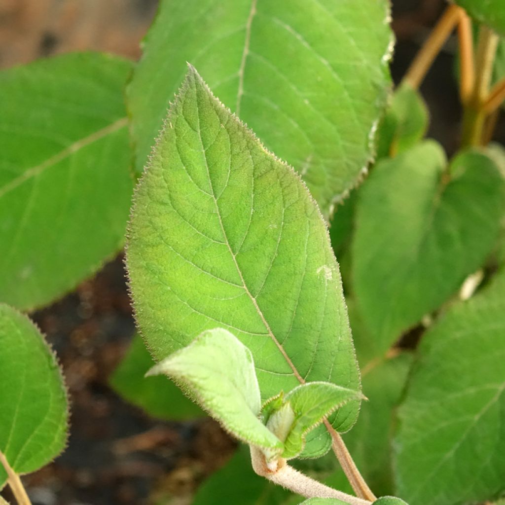 Hortensia - Hydrangea aspera Bellevue