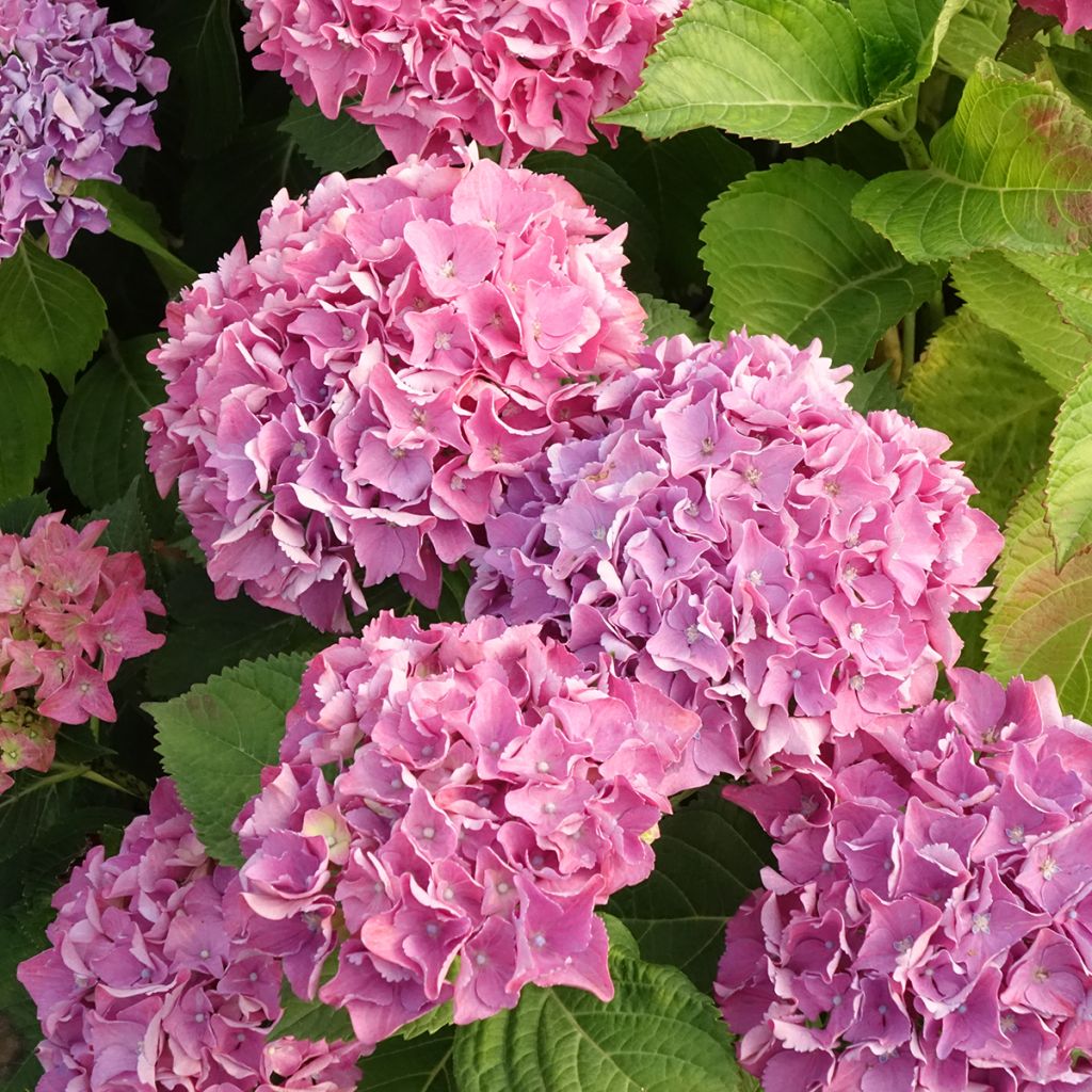 Hortensia - Hydrangea macrophylla Beautensia Spike