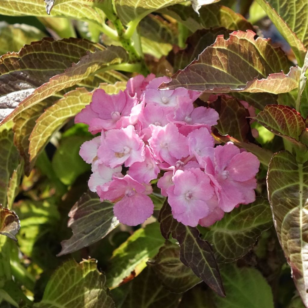 Hortensia - Hydrangea macrophylla Benthe