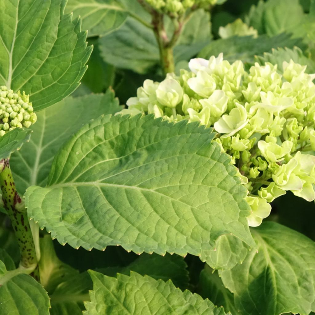 Hortensia - Hydrangea macrophylla Early Blue