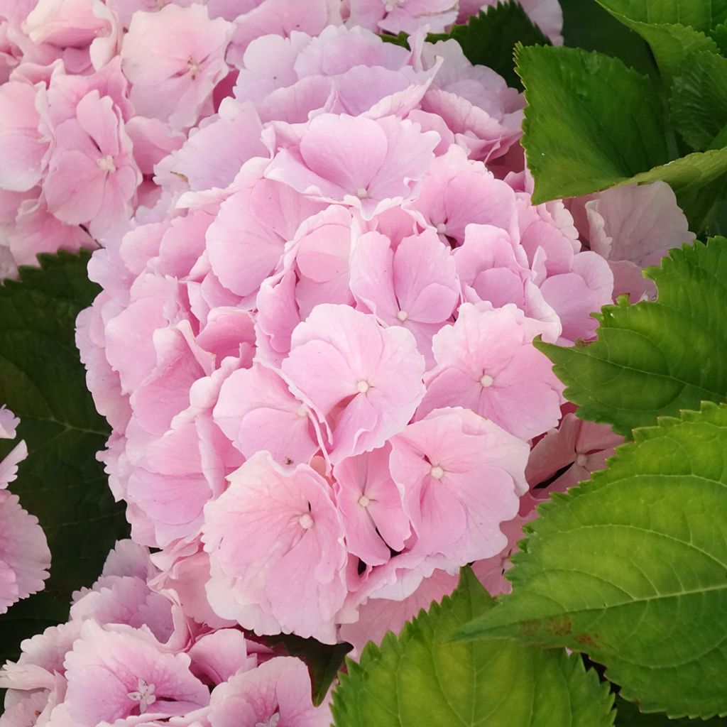 Hortensia - Hydrangea macrophylla Everbloom Pink Wonder