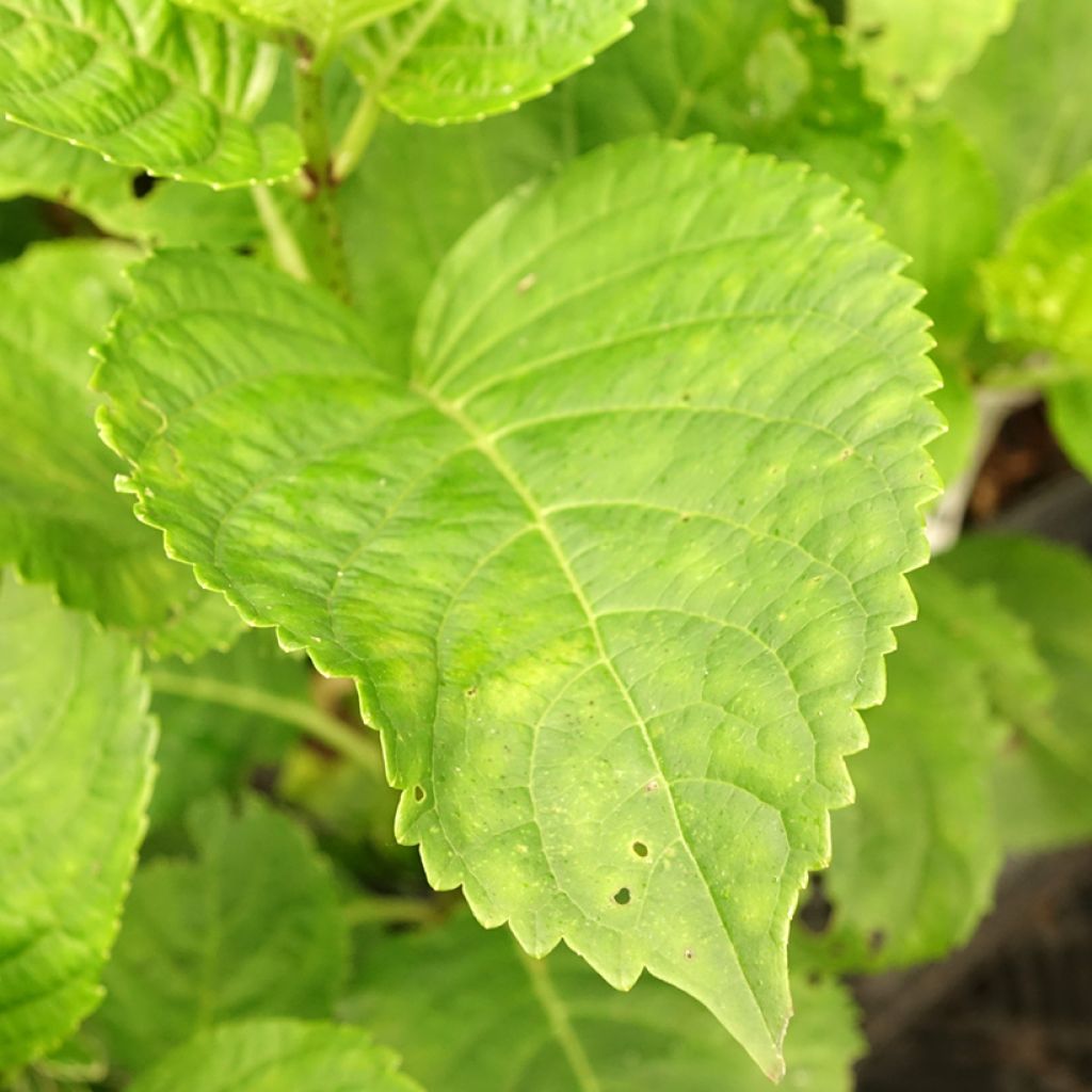Hortensia - Hydrangea macrophylla Green Ever Belles