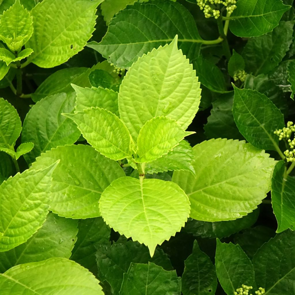 Hortensia - Hydrangea macrophylla Hovaria Hobergine