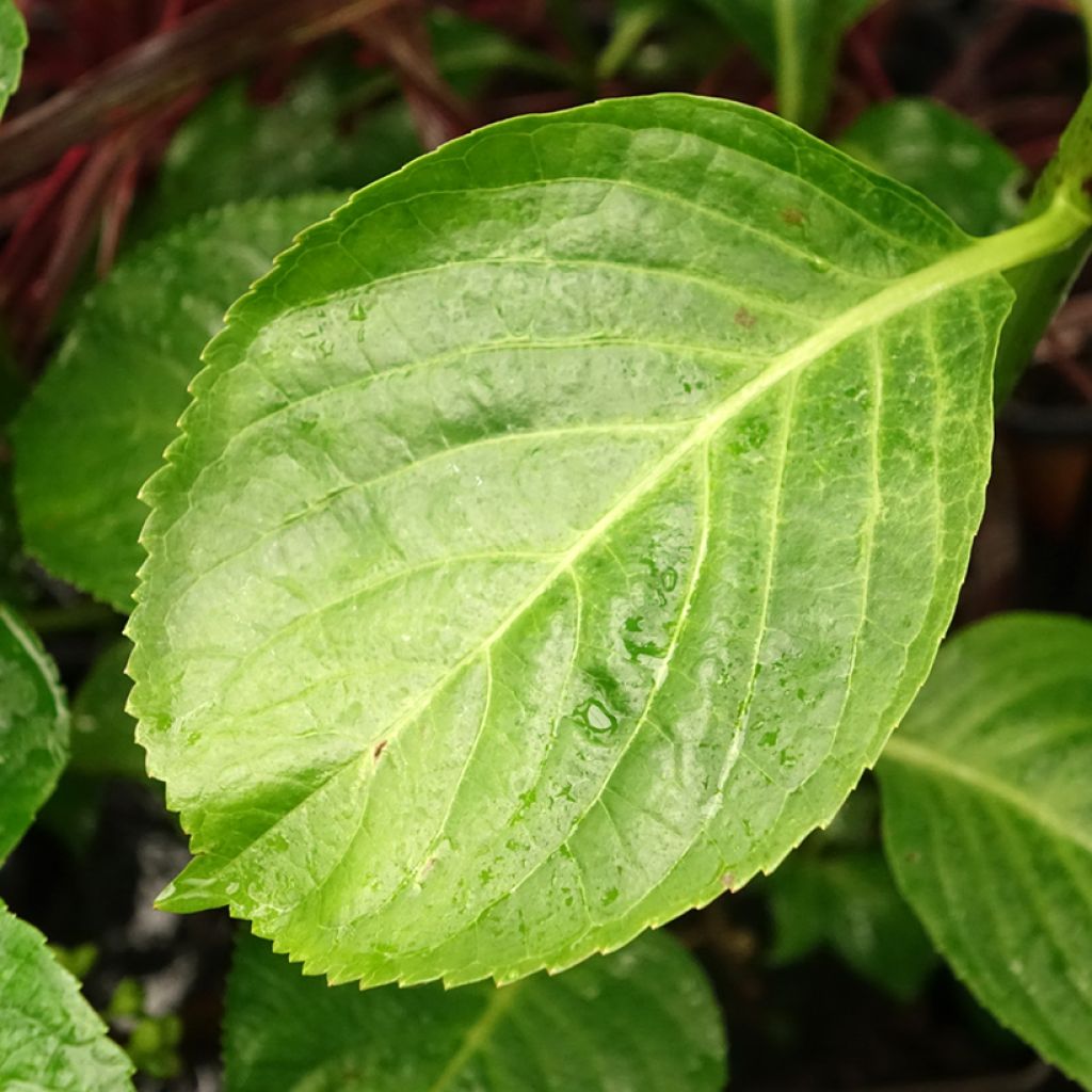 Hortensia - Hydrangea macrophylla Kazan
