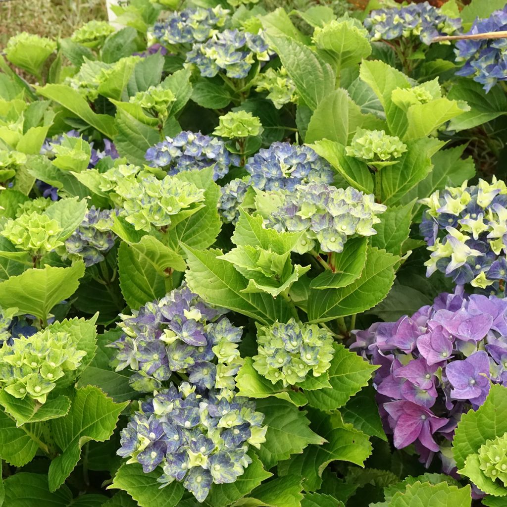 Hortensia - Hydrangea macrophylla Lady Mata Hari