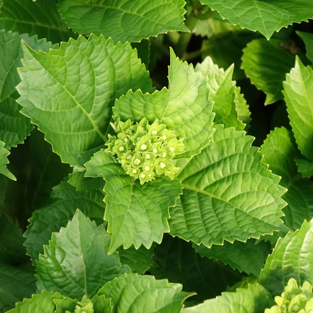 Hortensia - Hydrangea macrophylla Lady Mata Hari
