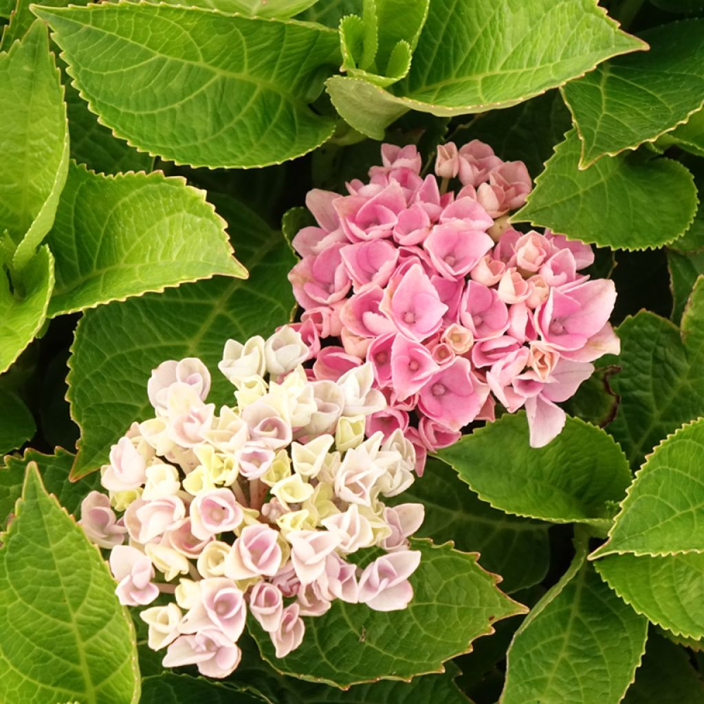 Hortensia - Hydrangea macrophylla Magical Coral rosa