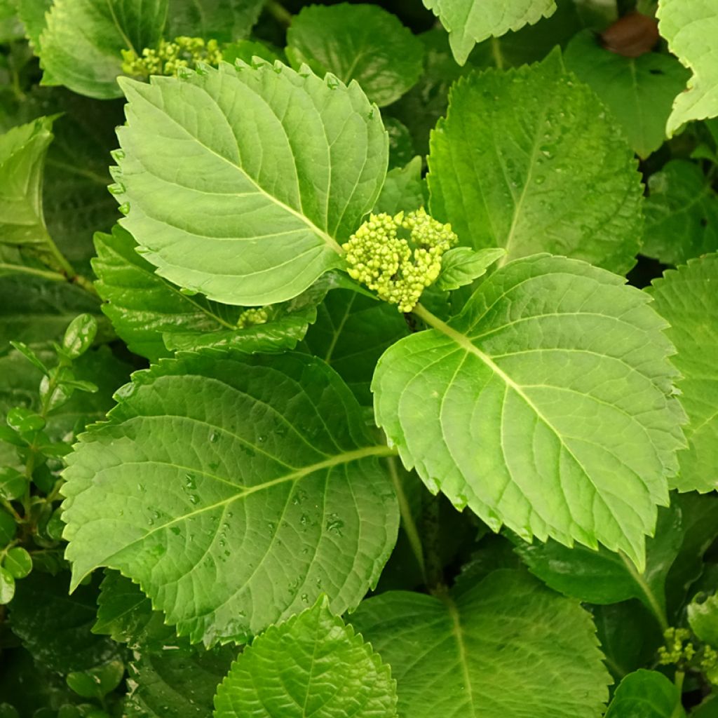 Hortensia - Hydrangea macrophylla Nikko Blue