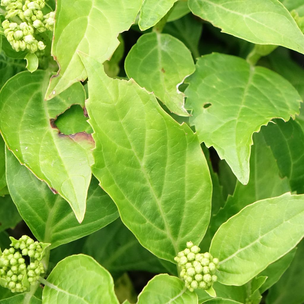 Hortensia - Hydrangea macrophylla Pia