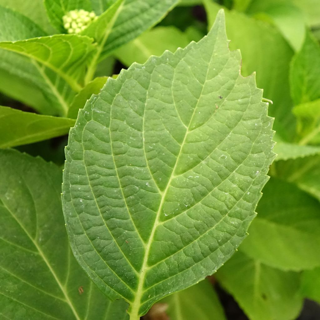 Hortensia - Hydrangea macrophylla Pink Pop