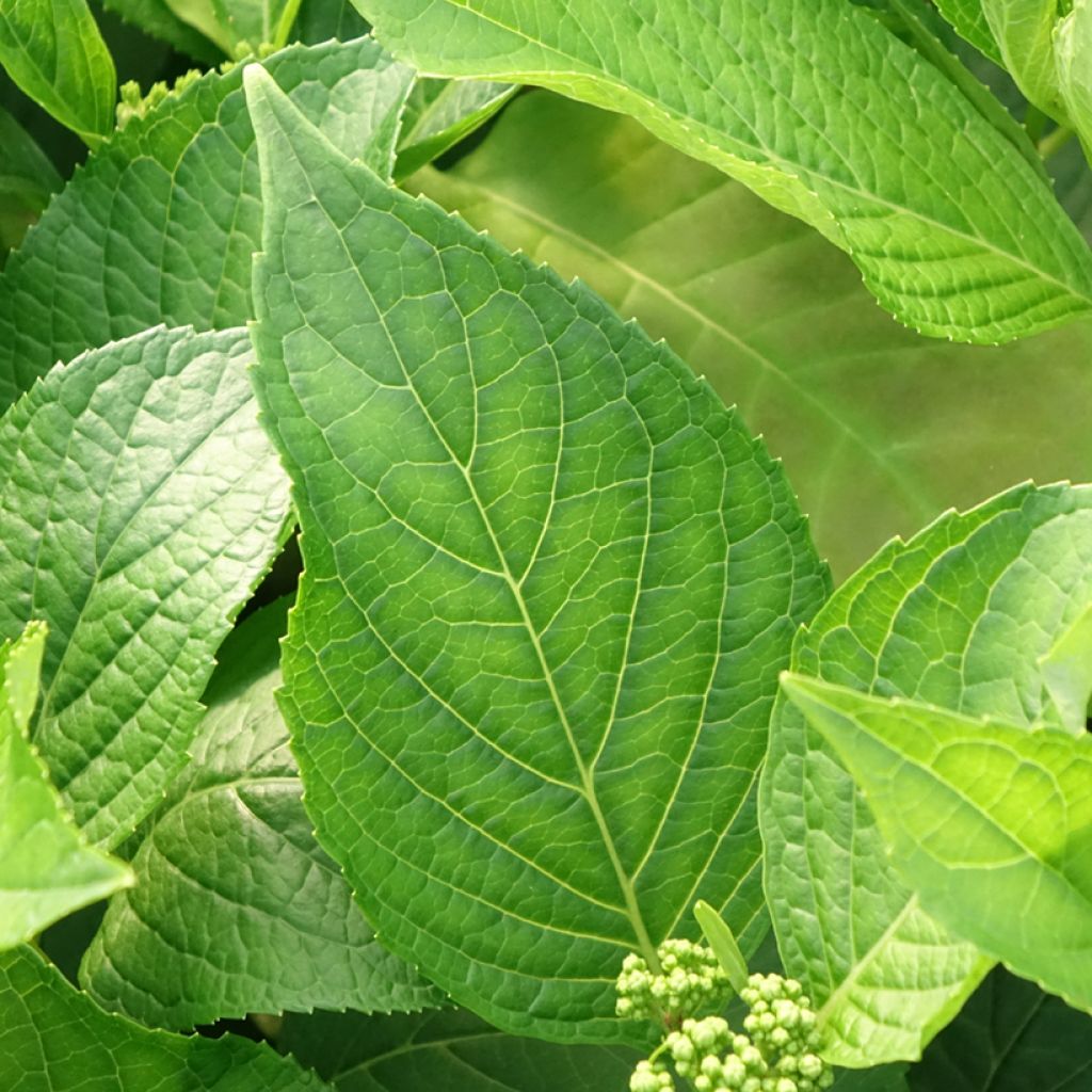 Hortensia - Hydrangea macrophylla Princess Diana