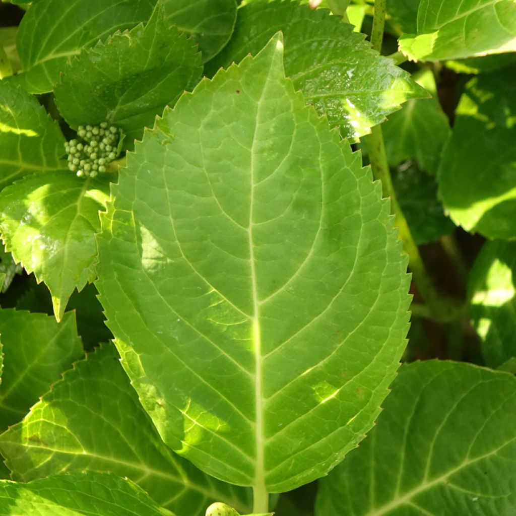 Hortensia - Hydrangea macrophylla Rahic