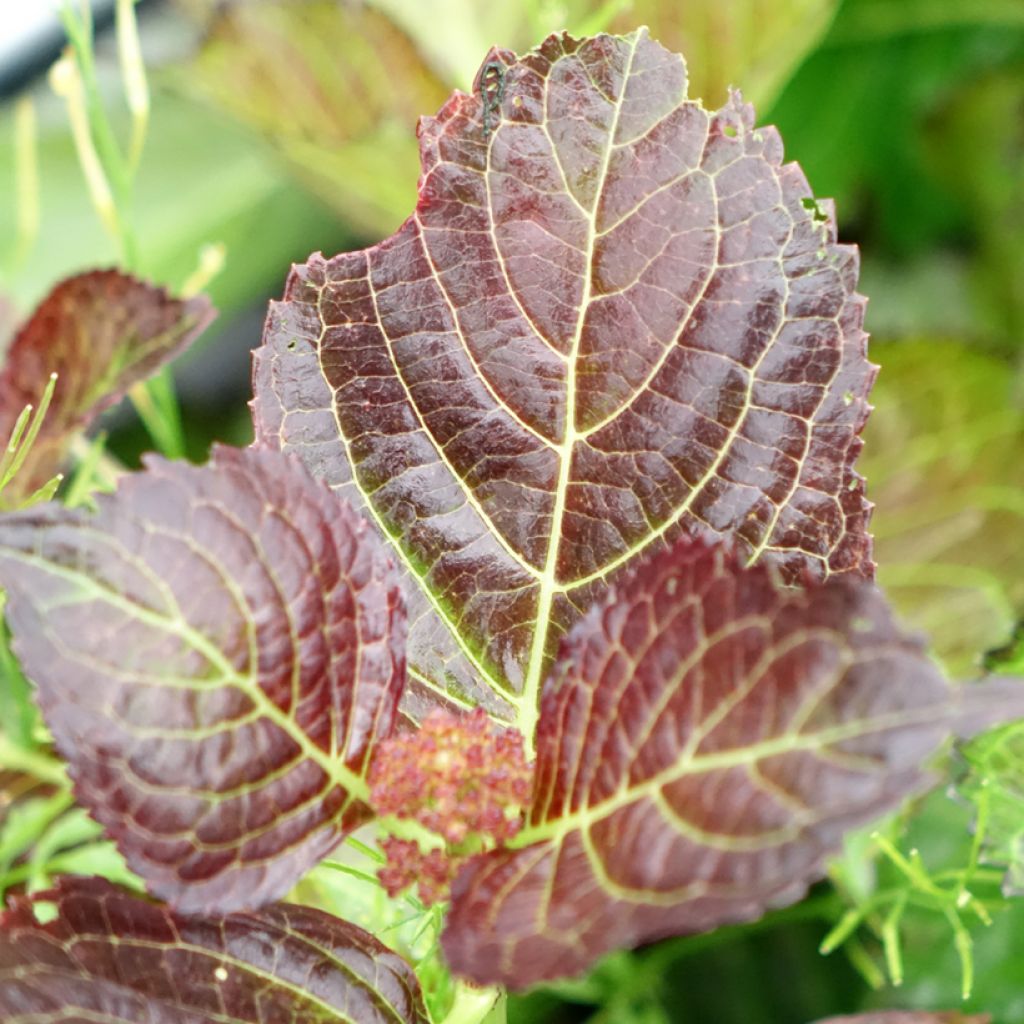 Hortensia - Hydrangea macrophylla Selma