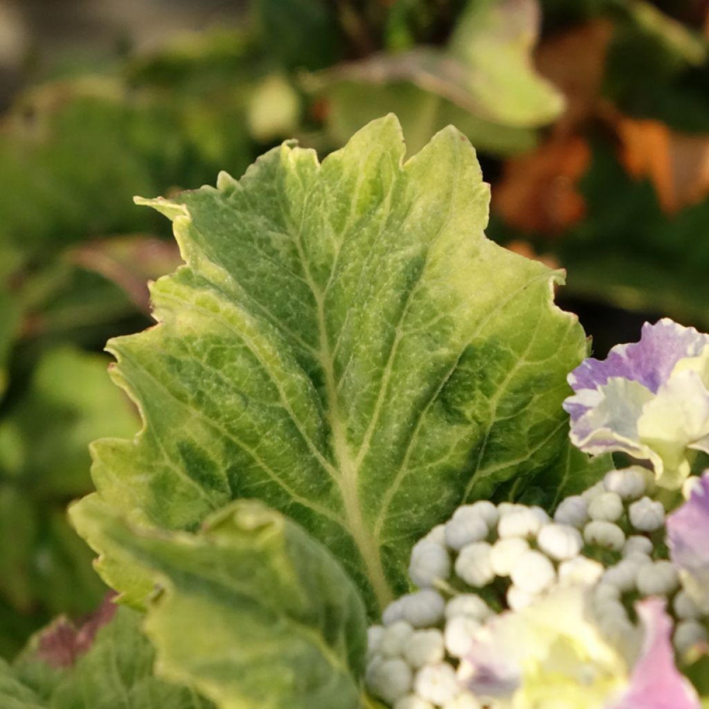Hortensia macrophylla So Long Starlit Sky