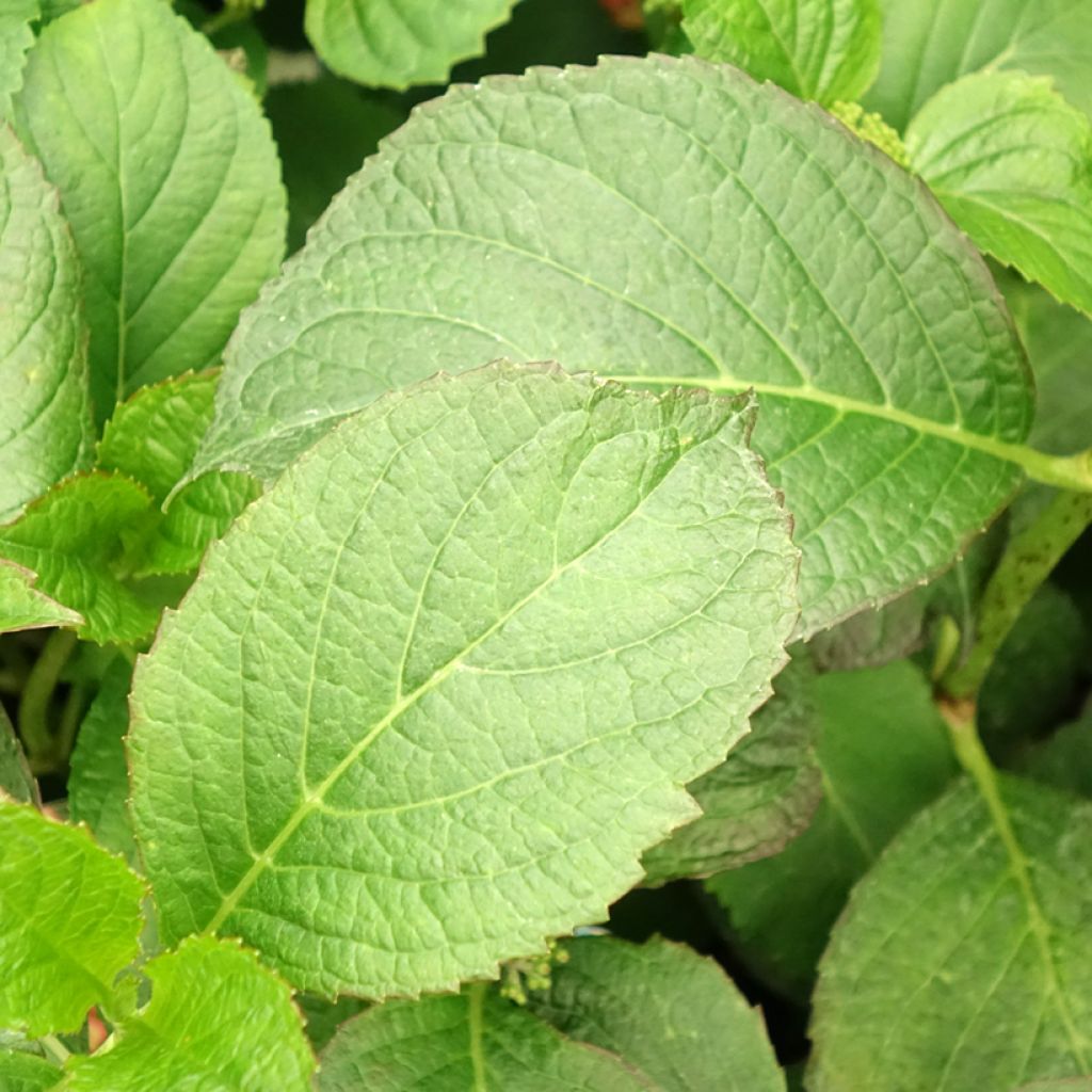 Hortensia - Hydrangea macrophylla So Long Sunny