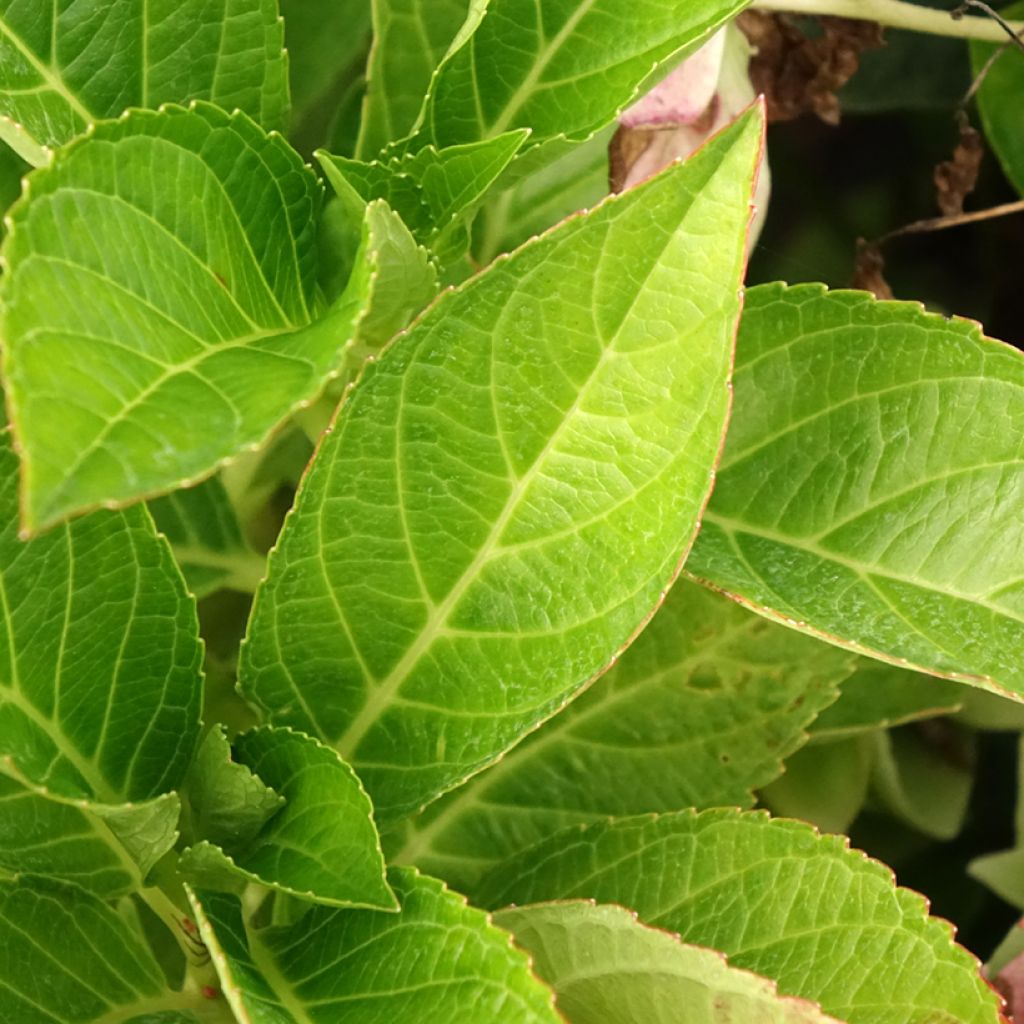 Hortensia - Hydrangea macrophylla Soft Pink Salsa