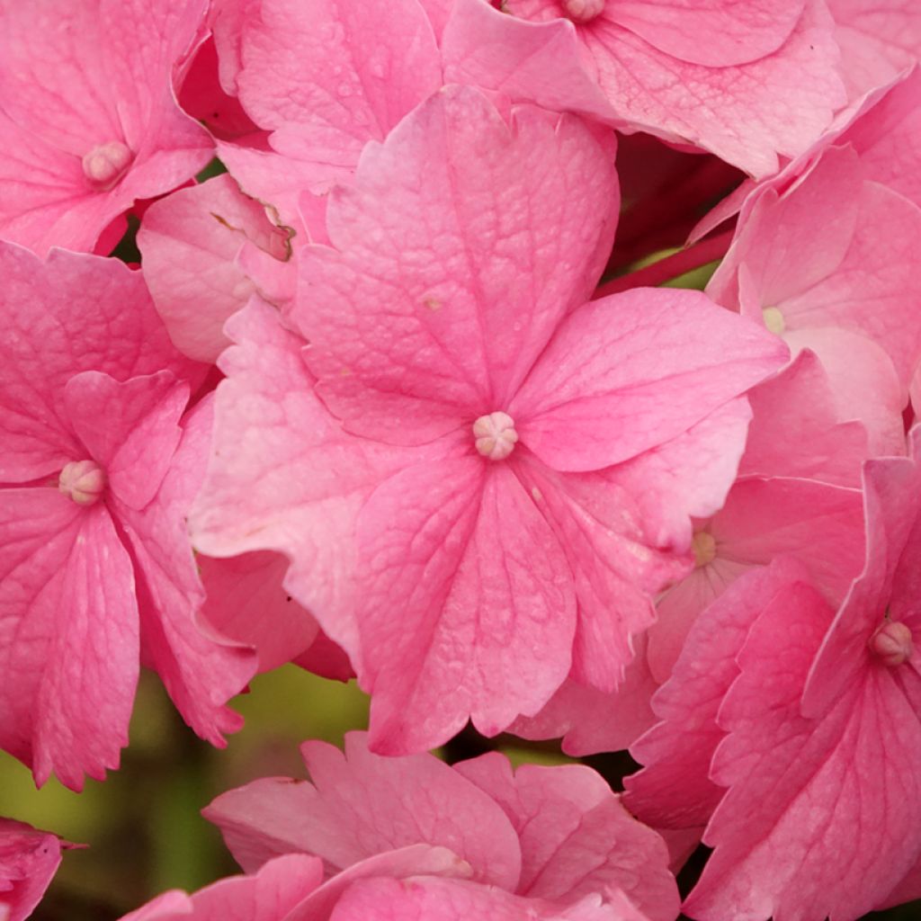 Hortensia - Hydrangea macrophylla Stellar rose