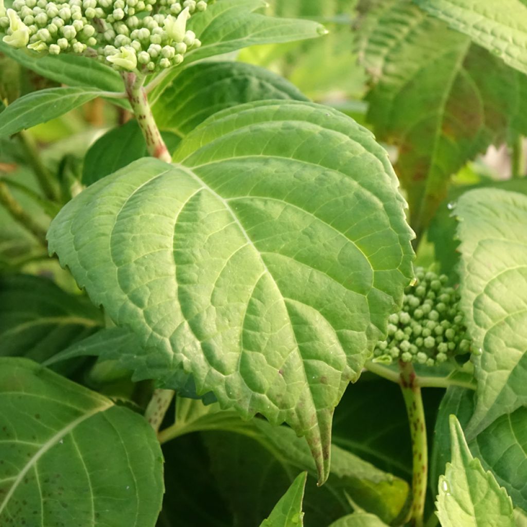 Hortensia - Hydrangea macrophylla Veitchii