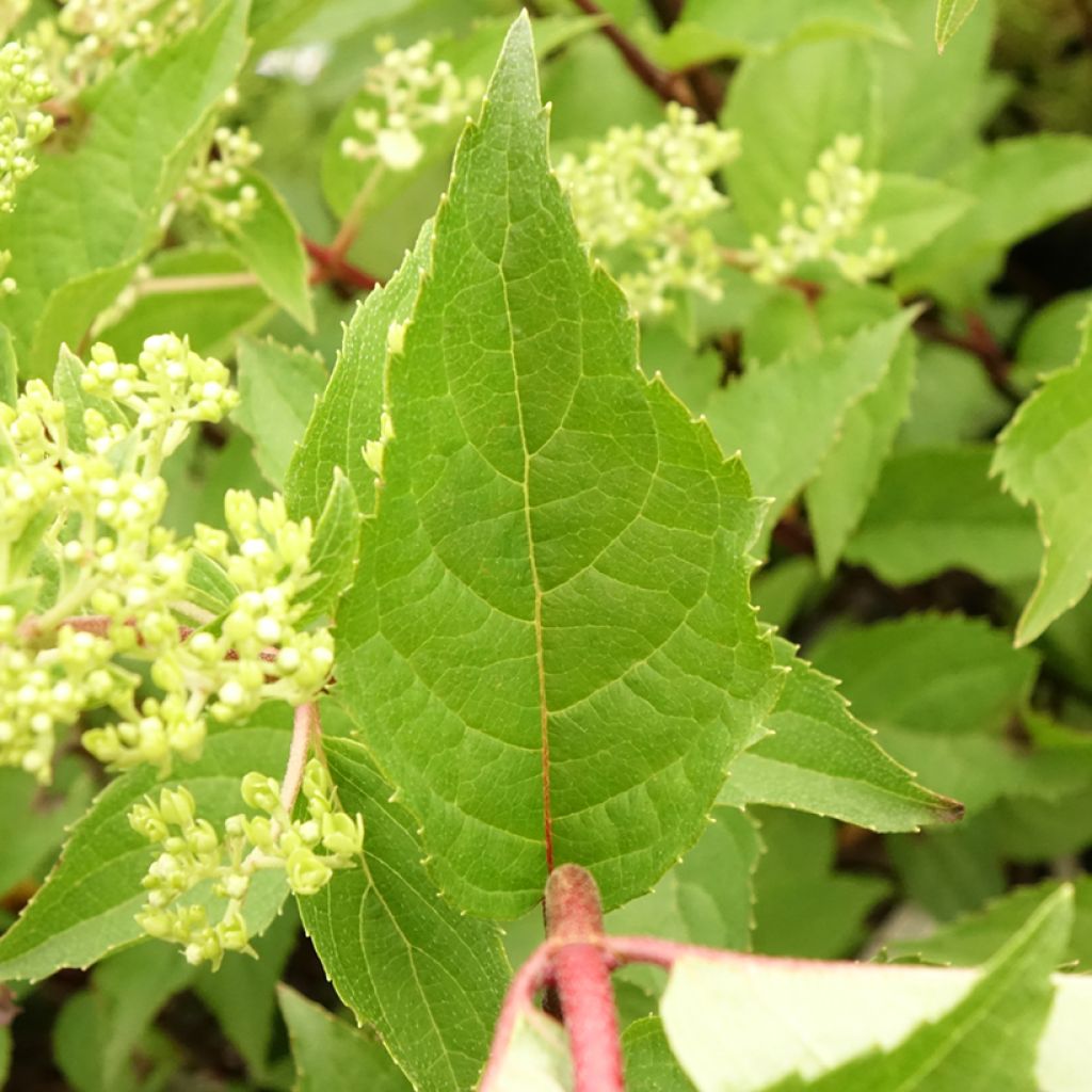 Hydrangea paniculata Pinkachu - Hortensia paniculé