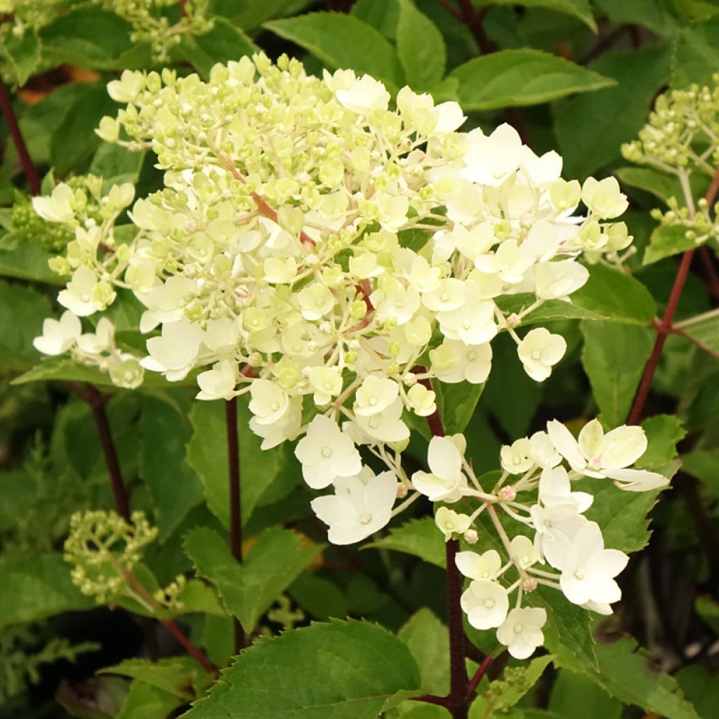 Hydrangea paniculata Pinkachu - Hortensia paniculé