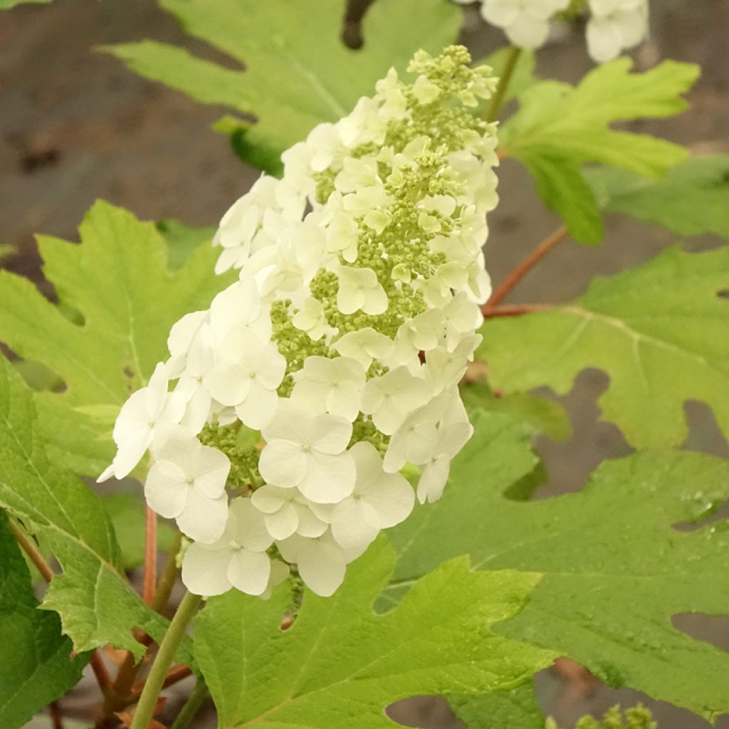 Hydrangea quercifolia Applause - Hortensia à feuilles de chêne