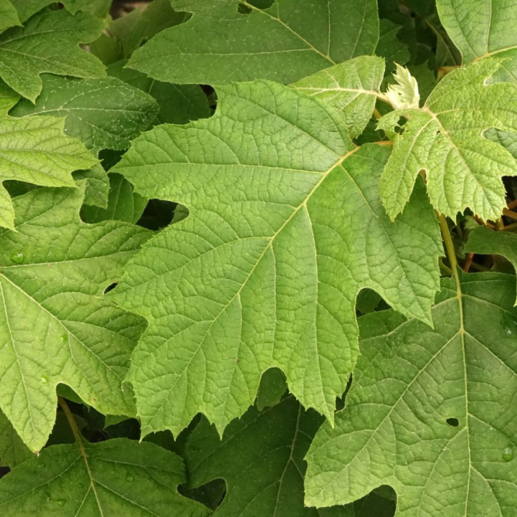 Hydrangea quercifolia Snowflake - Hortensia à feuilles de chêne