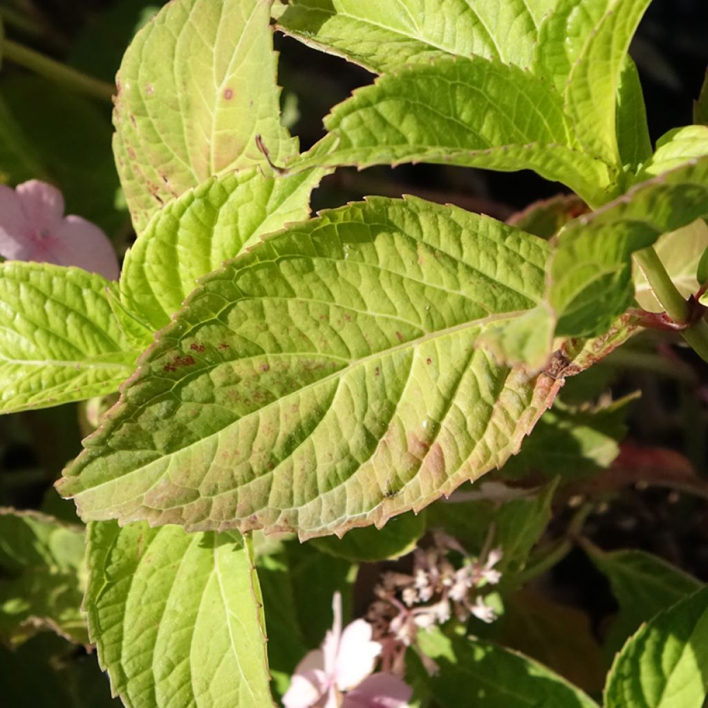 Hortensia - Hydrangea serrata Bleuet