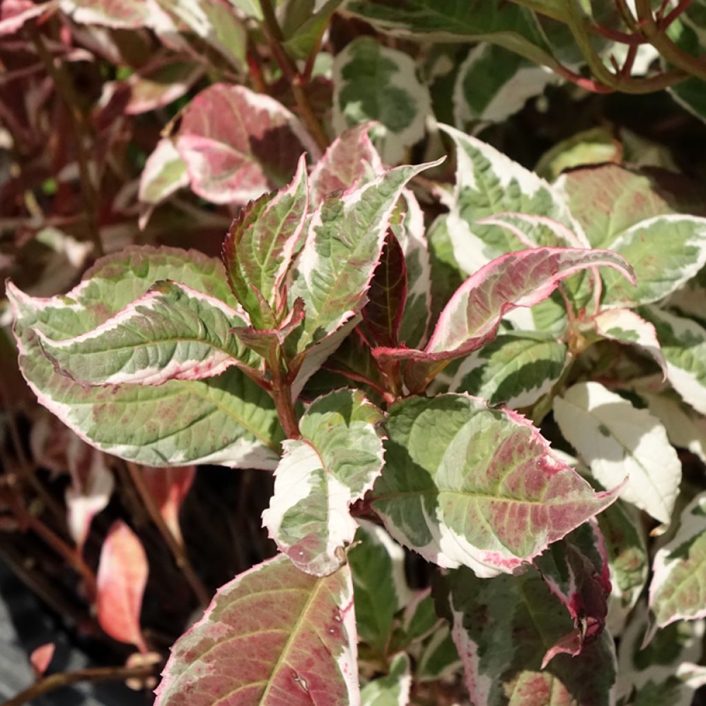 Hortensia - Hydrangea serrata Euphoria Pink
