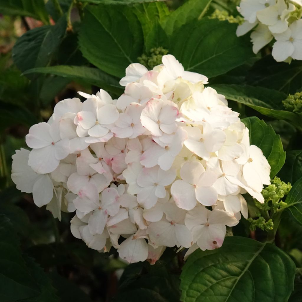 Hortensia - Hydrangea serrata Impératrice Eugénie (Collection 1900)