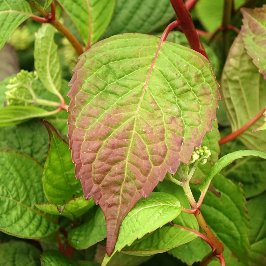 Hortensia - Hydrangea serrata Klaveren