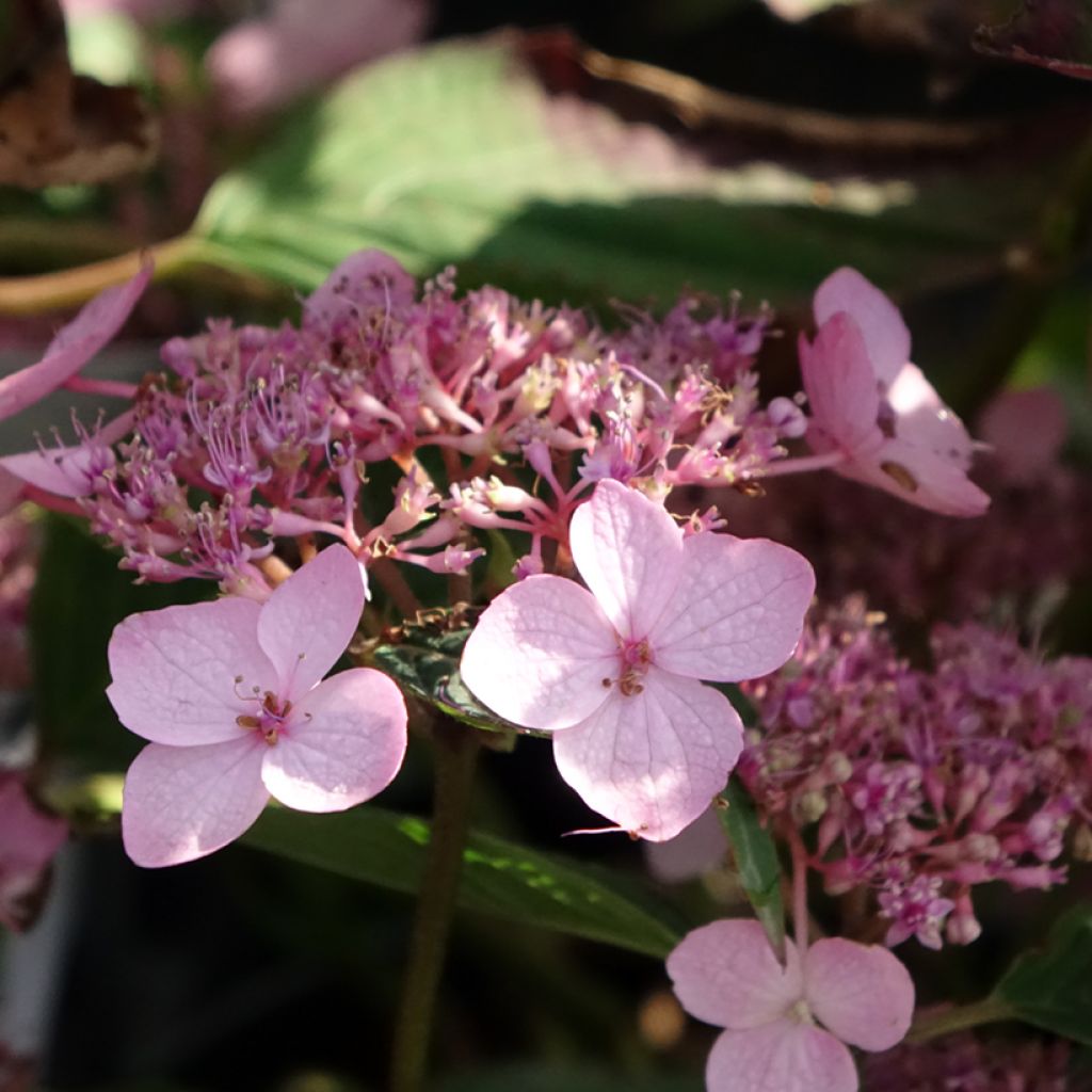 Hortensia - Hydrangea serrata Koreana