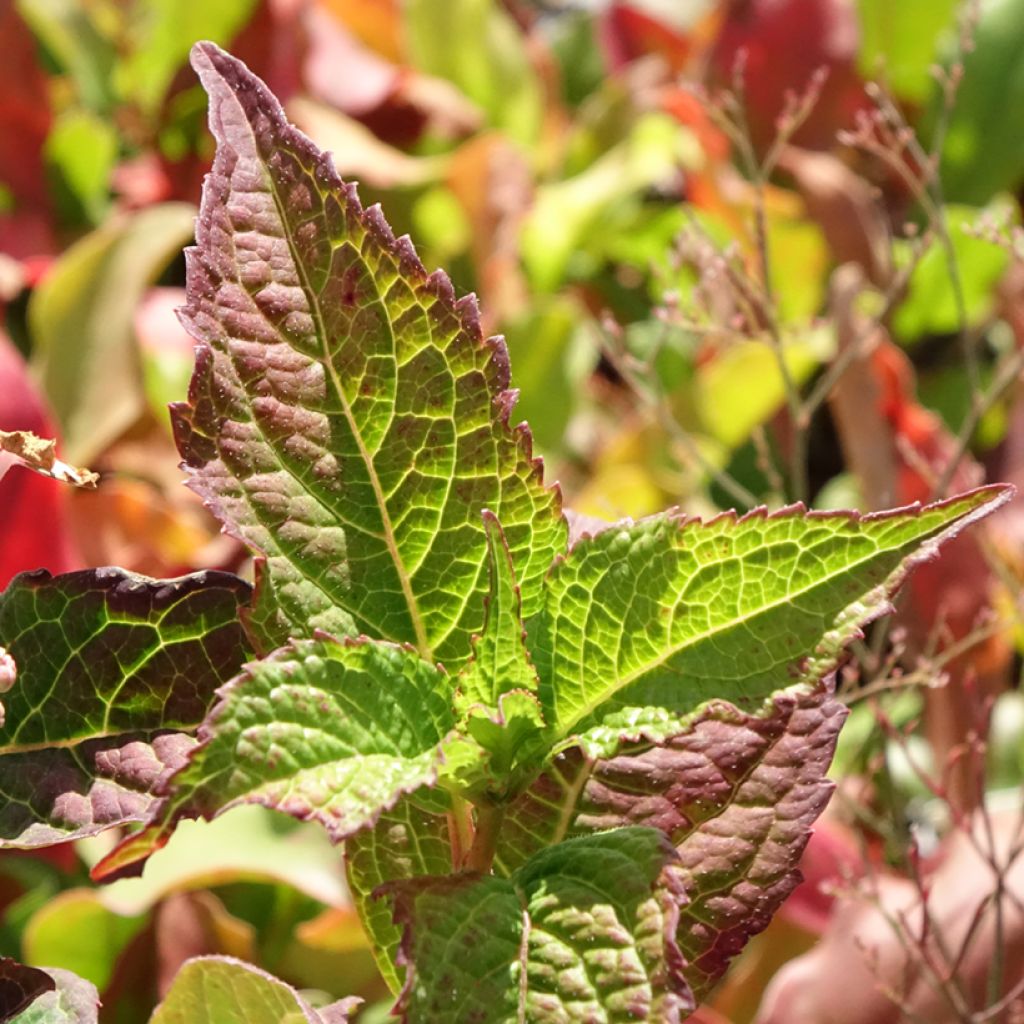 Hortensia - Hydrangea serrata Summer Glow