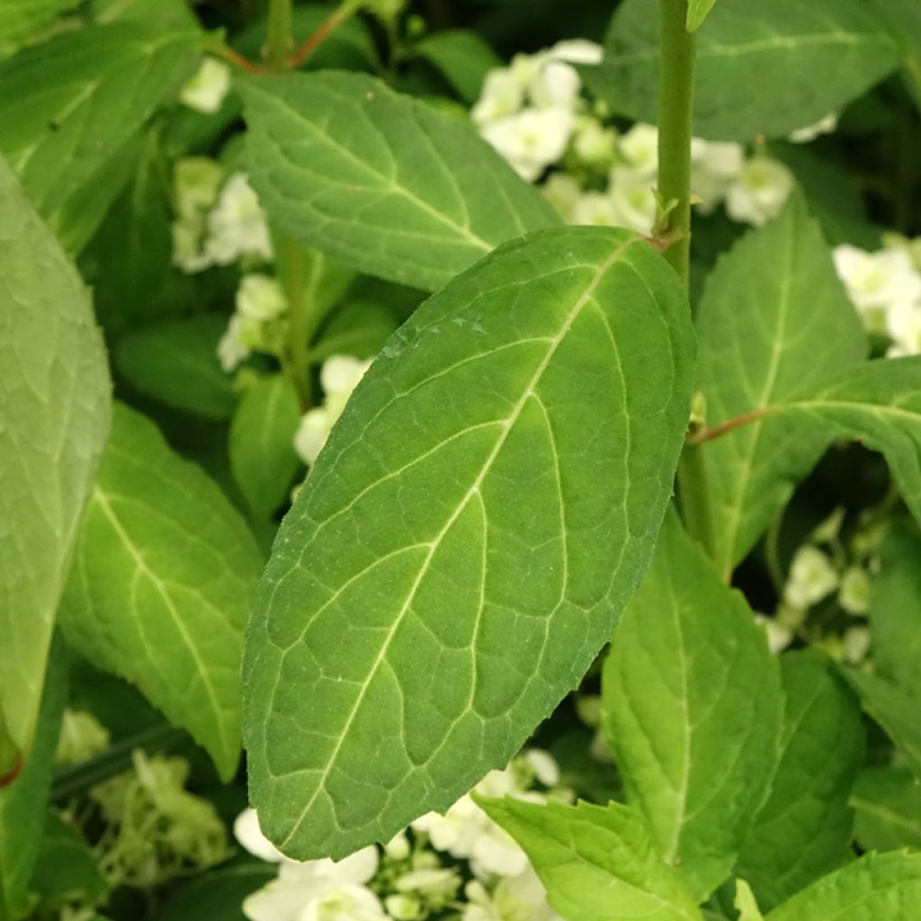 Hortensia - Hydrangea serrata White on White