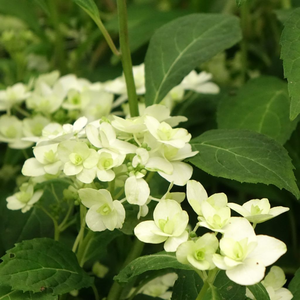 Hortensia - Hydrangea serrata White on White