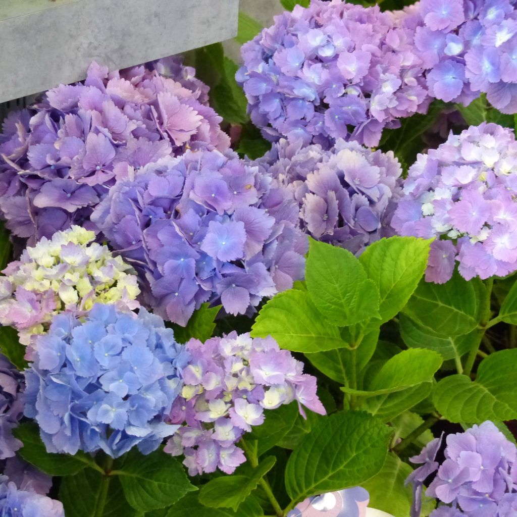 Hortensia - Hydrangea macrophylla L.A Dreamin